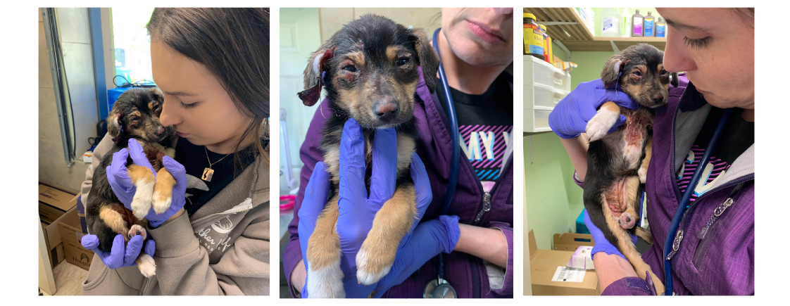 Help Puppy Heal From Chemical Burns 